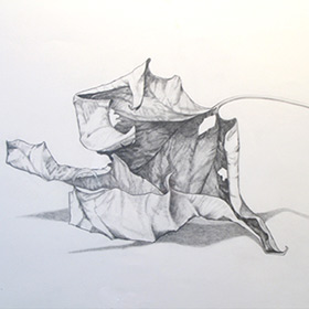 Sally Pettus drawing series